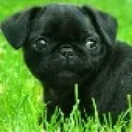 pug