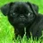 pug